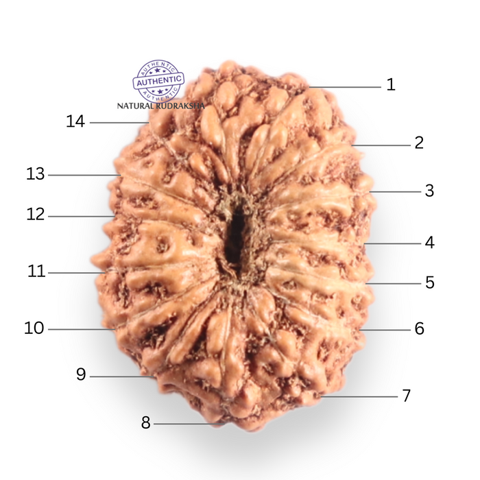 14 mukhi Indonesian Rudraksha -  Bead No.417