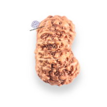 Load image into Gallery viewer, 14 mukhi Indonesian Rudraksha -  Bead No.417
