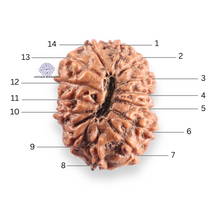 Load image into Gallery viewer, 14 mukhi Indonesian Rudraksha -  Bead No.424
