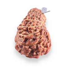 Load image into Gallery viewer, 14 mukhi Indonesian Rudraksha -  Bead No.424
