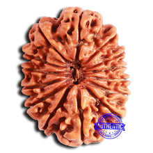 Load image into Gallery viewer, 14 Mukhi Nepalese Rudraksha - Bead No. 209
