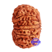 Load image into Gallery viewer, 14 Mukhi Nepalese Rudraksha - Bead No. 274
