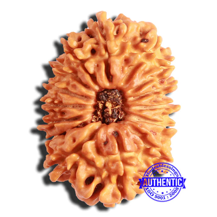 14 Mukhi Nepalese Rudraksha - Bead No. 311