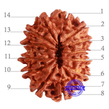 Load image into Gallery viewer, 14 Mukhi Nepalese Rudraksha - Bead No. 275
