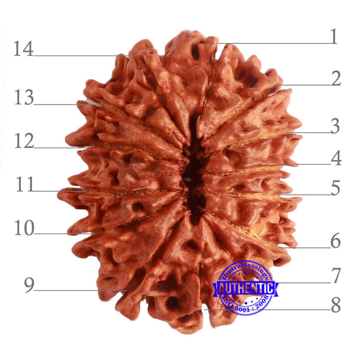 14 Mukhi Nepalese Rudraksha - Bead No. 275