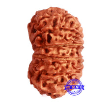 Load image into Gallery viewer, 14 Mukhi Nepalese Rudraksha - Bead No. 275
