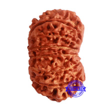 Load image into Gallery viewer, 14 Mukhi Nepalese Rudraksha - Bead No. 275
