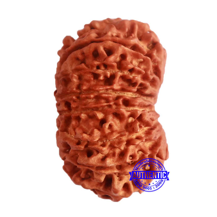 14 Mukhi Nepalese Rudraksha - Bead No. 275