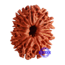 Load image into Gallery viewer, 14 Mukhi Nepalese Rudraksha - Bead No. 275
