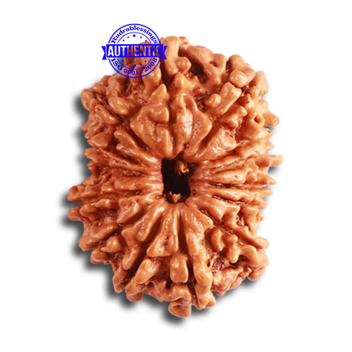14 Mukhi Nepalese Rudraksha - Bead No. 314