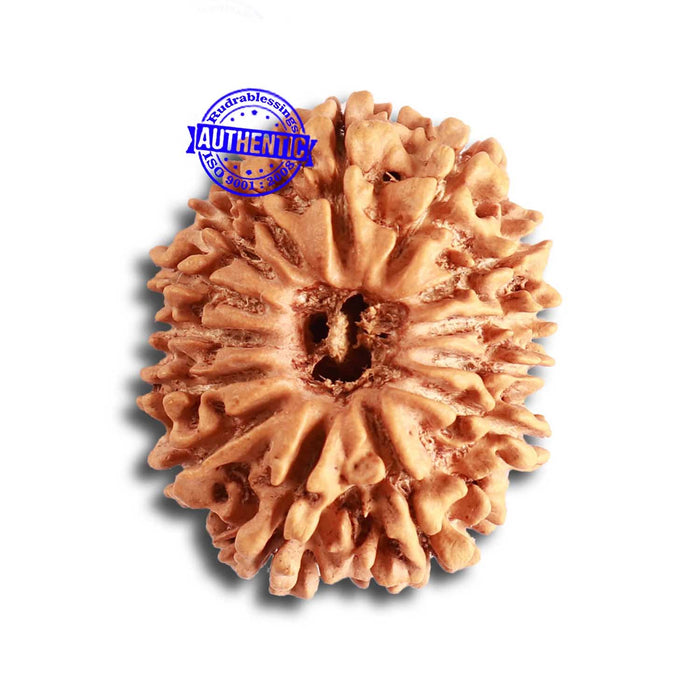 14 Mukhi Nepalese Rudraksha - Bead No. 325