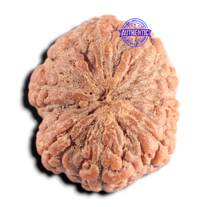 9 Mukhi Rudraksha from Indonesia - Bead No. 14
