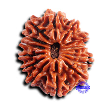 Load image into Gallery viewer, 14 Mukhi Nepalese Rudraksha - Bead No. 381
