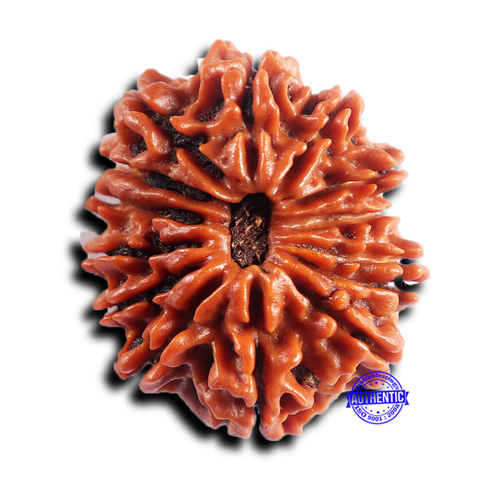 14 Mukhi Nepalese Rudraksha - Bead No. 381