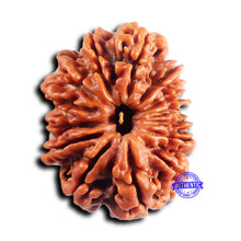 Load image into Gallery viewer, 14 Mukhi Nepalese Rudraksha - Bead No. 382
