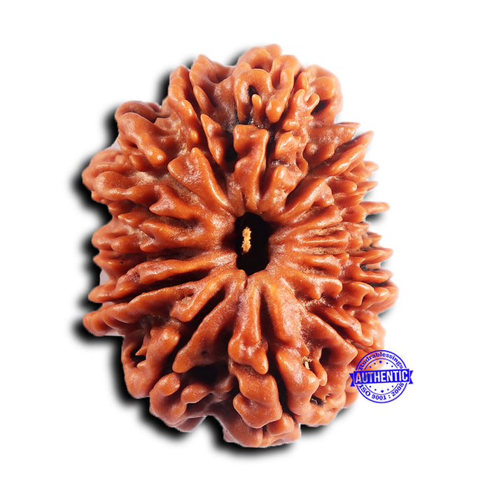 14 Mukhi Nepalese Rudraksha - Bead No. 382