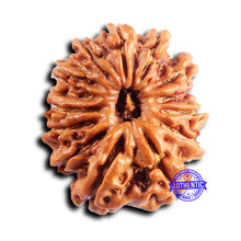 Load image into Gallery viewer, 14 Mukhi Nepalese Rudraksha - Bead No. 385
