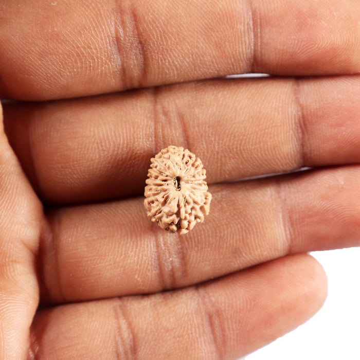 14 mukhi Indonesian Rudraksha -  Bead No. 365