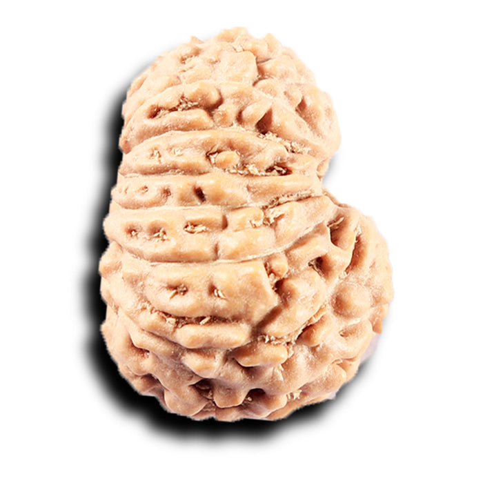 14 mukhi Indonesian Rudraksha -  Bead No. 365