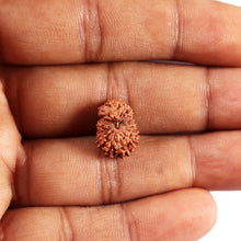 Load image into Gallery viewer, 14 mukhi Indonesian Rudraksha -  Bead No. 370
