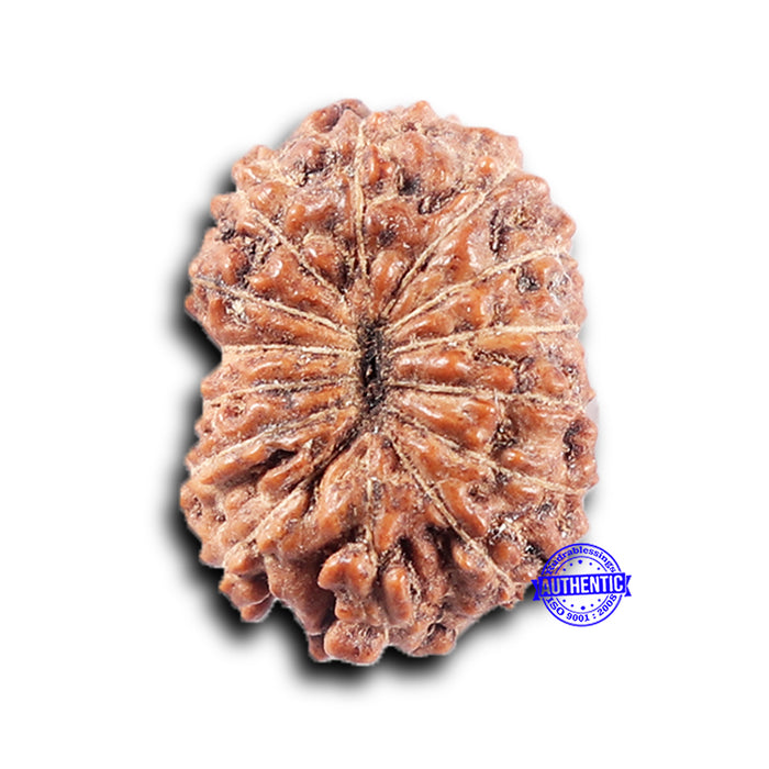 14 mukhi Indonesian Rudraksha -  Bead No. 372