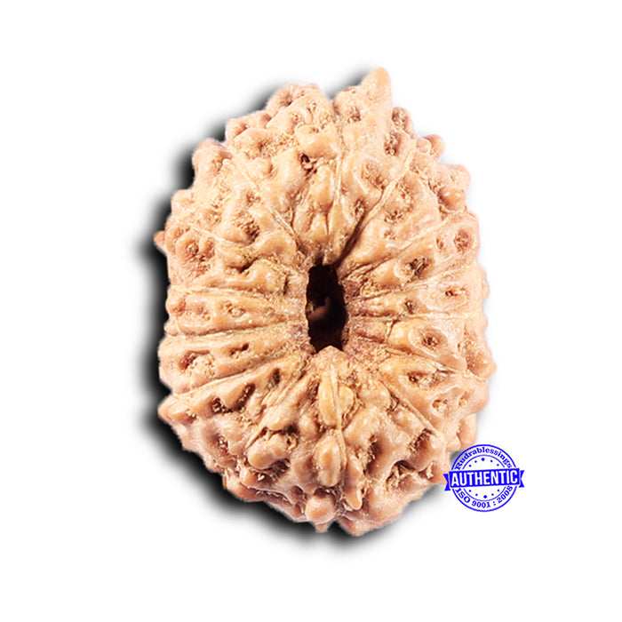 14 mukhi Indonesian Rudraksha -  Bead No. 373