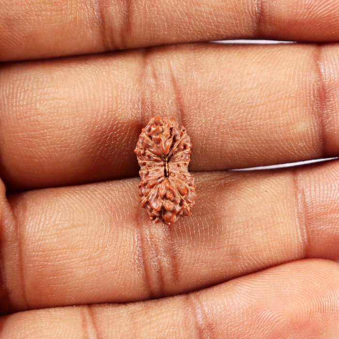 14 mukhi Indonesian Rudraksha -  Bead No. 374