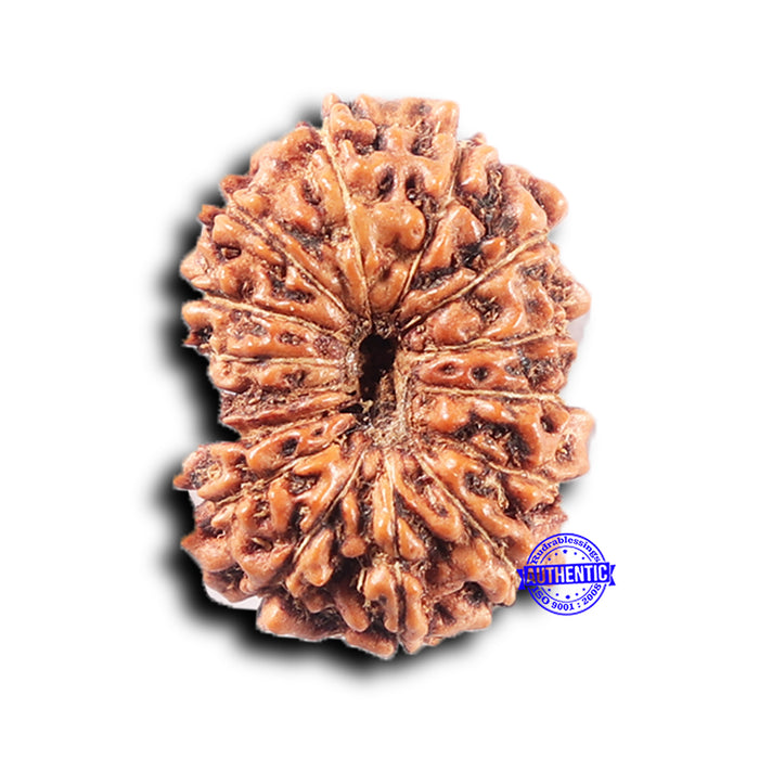 14 mukhi Indonesian Rudraksha -  Bead No. 375