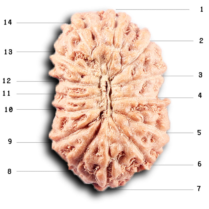 14 mukhi Indonesian Rudraksha -  Bead No. 380