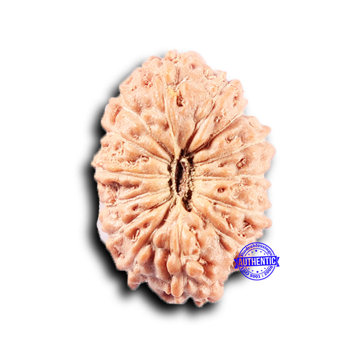 14 mukhi Indonesian Rudraksha -  Bead No. 382