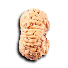 Load image into Gallery viewer, 14 mukhi Indonesian Rudraksha -  Bead No. 383
