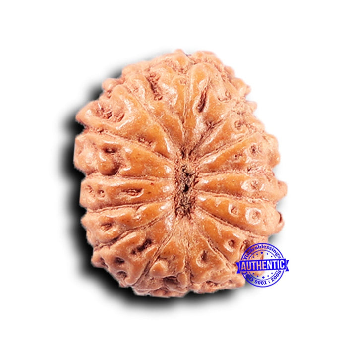 14 mukhi Indonesian Rudraksha -  Bead No. 387