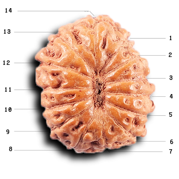 14 mukhi Indonesian Rudraksha -  Bead No. 387