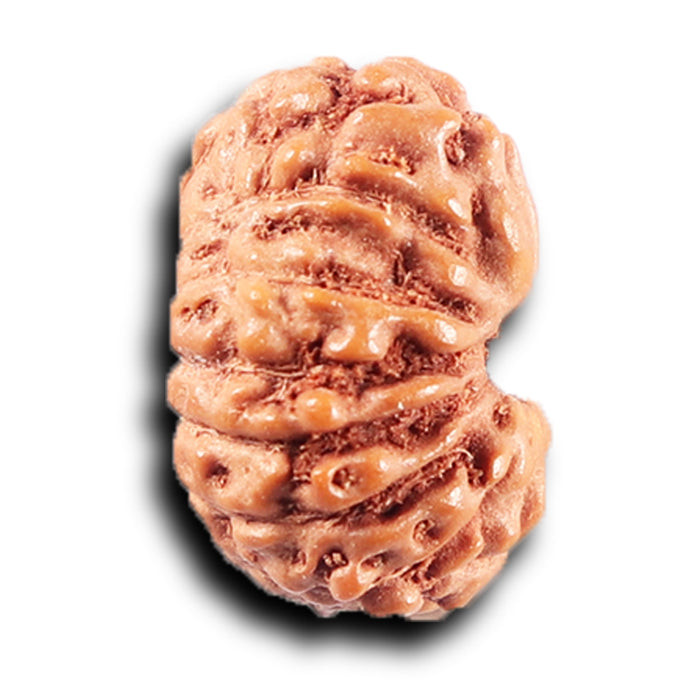 14 mukhi Indonesian Rudraksha -  Bead No. 387