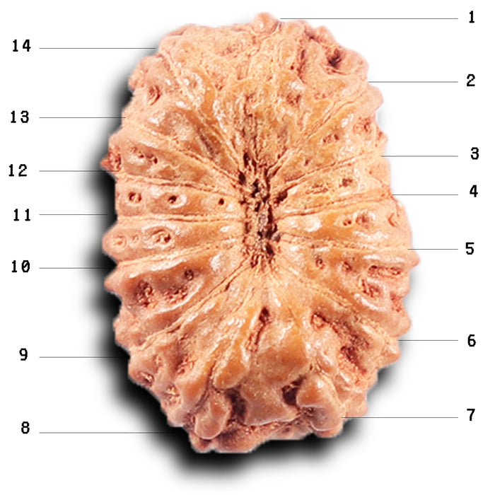 14 mukhi Indonesian Rudraksha -  Bead No. 388