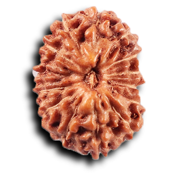 14 mukhi Indonesian Rudraksha -  Bead No. 389