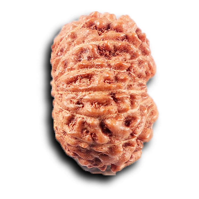 14 mukhi Indonesian Rudraksha -  Bead No. 389