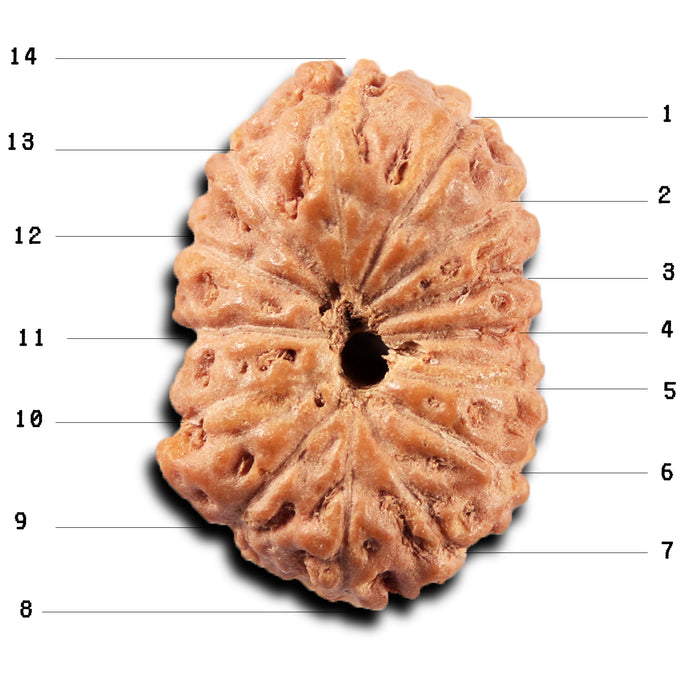 14 mukhi Indonesian Rudraksha -  Bead No.394