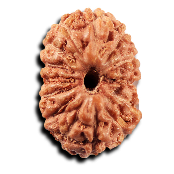 14 mukhi Indonesian Rudraksha -  Bead No.394