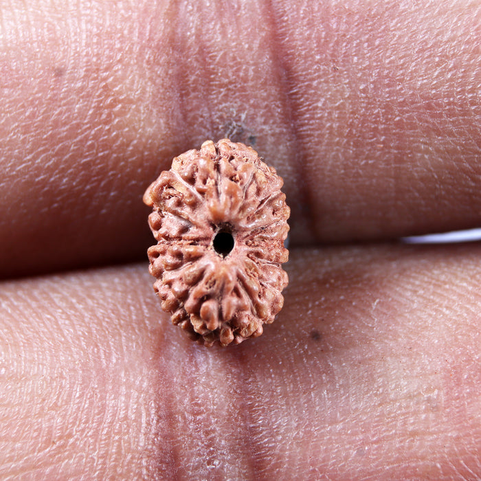 14 mukhi Indonesian Rudraksha -  Bead No.394