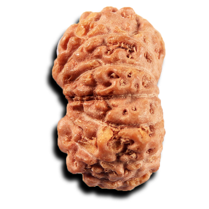 14 mukhi Indonesian Rudraksha -  Bead No.394