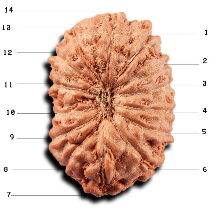 14 mukhi Indonesian Rudraksha -  Bead No. 395