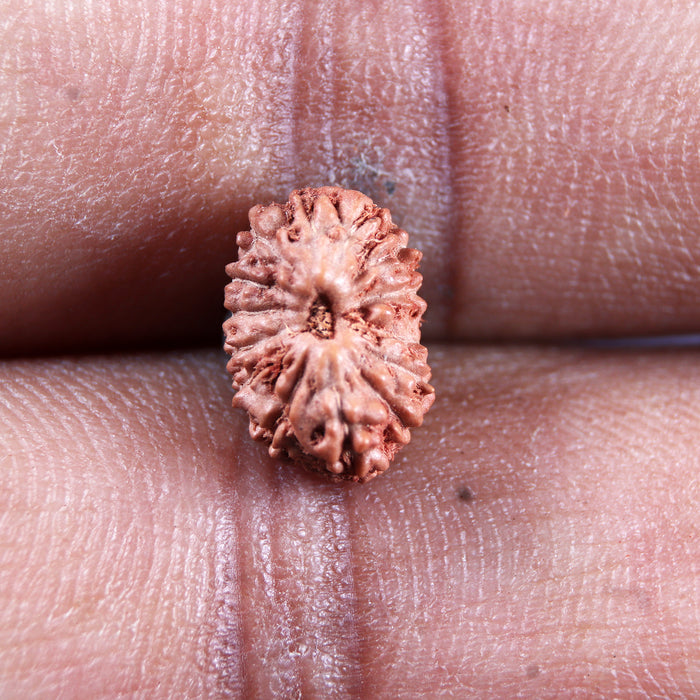 14 mukhi Indonesian Rudraksha -  Bead No. 395
