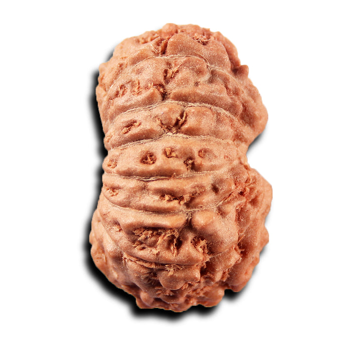 14 mukhi Indonesian Rudraksha -  Bead No. 395