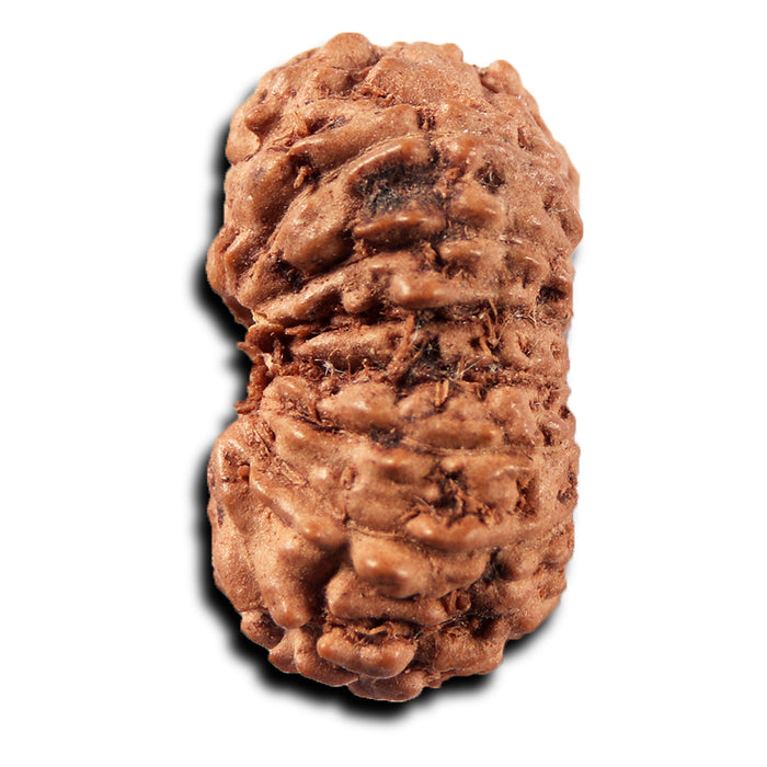 14 mukhi Indonesian Rudraksha -  Bead No. 396