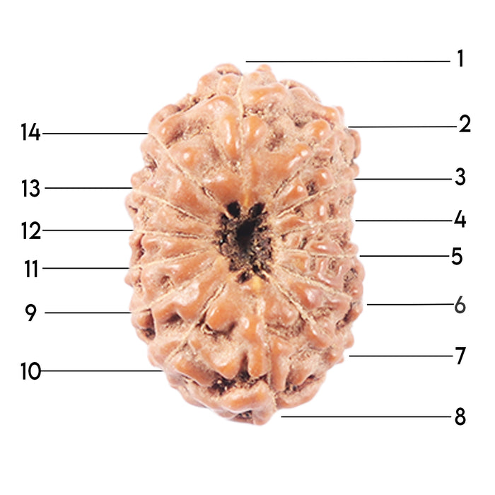 14 mukhi Indonesian Rudraksha -  Bead No. 335