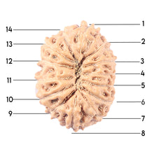 Load image into Gallery viewer, 14 mukhi Indonesian Rudraksha -  Bead No. 337
