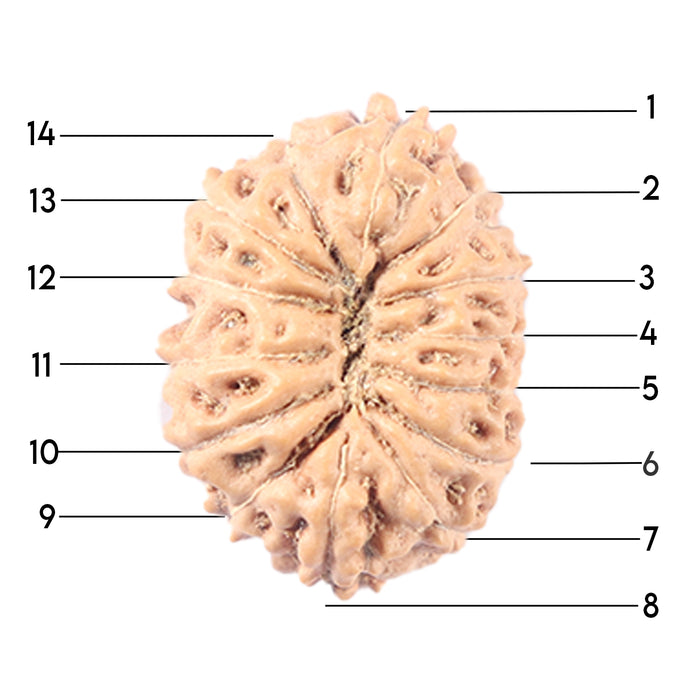 14 mukhi Indonesian Rudraksha -  Bead No. 337