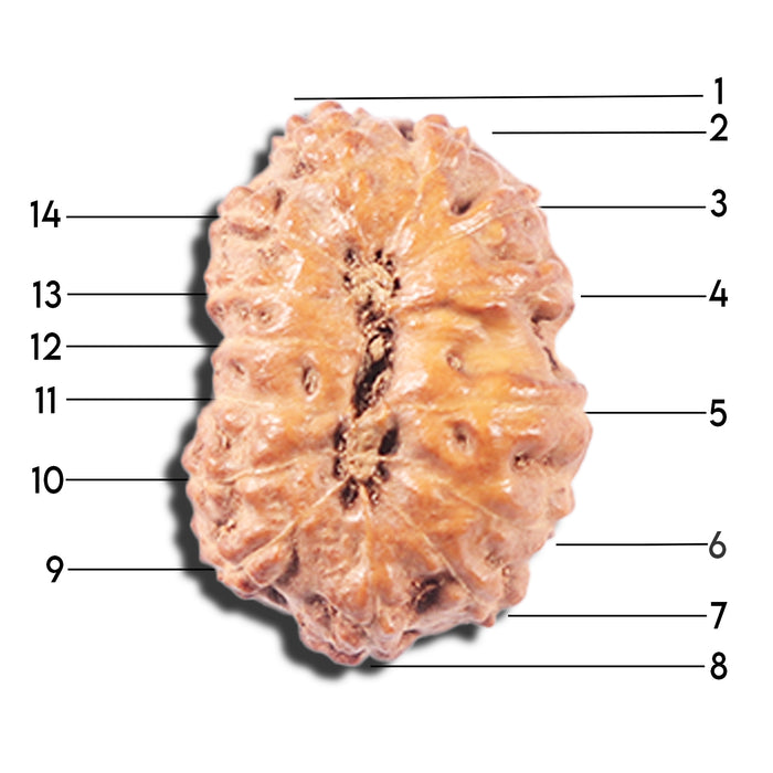 14 mukhi Indonesian Rudraksha -  Bead No. 338