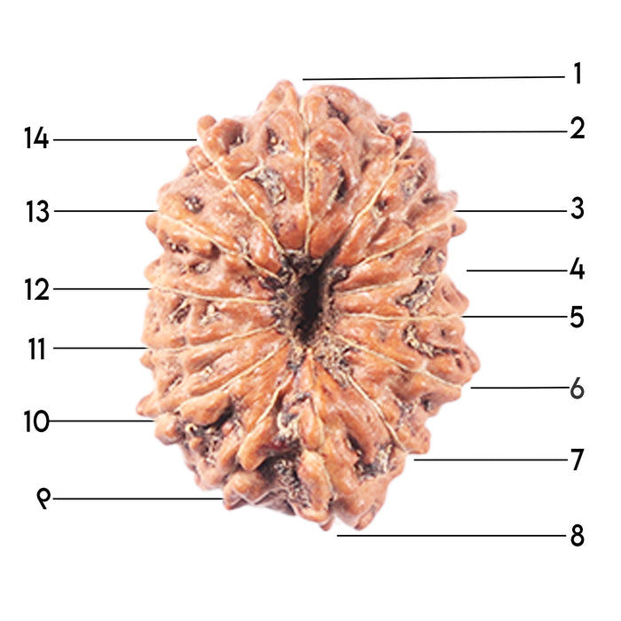 14 mukhi Indonesian Rudraksha -  Bead No. 341